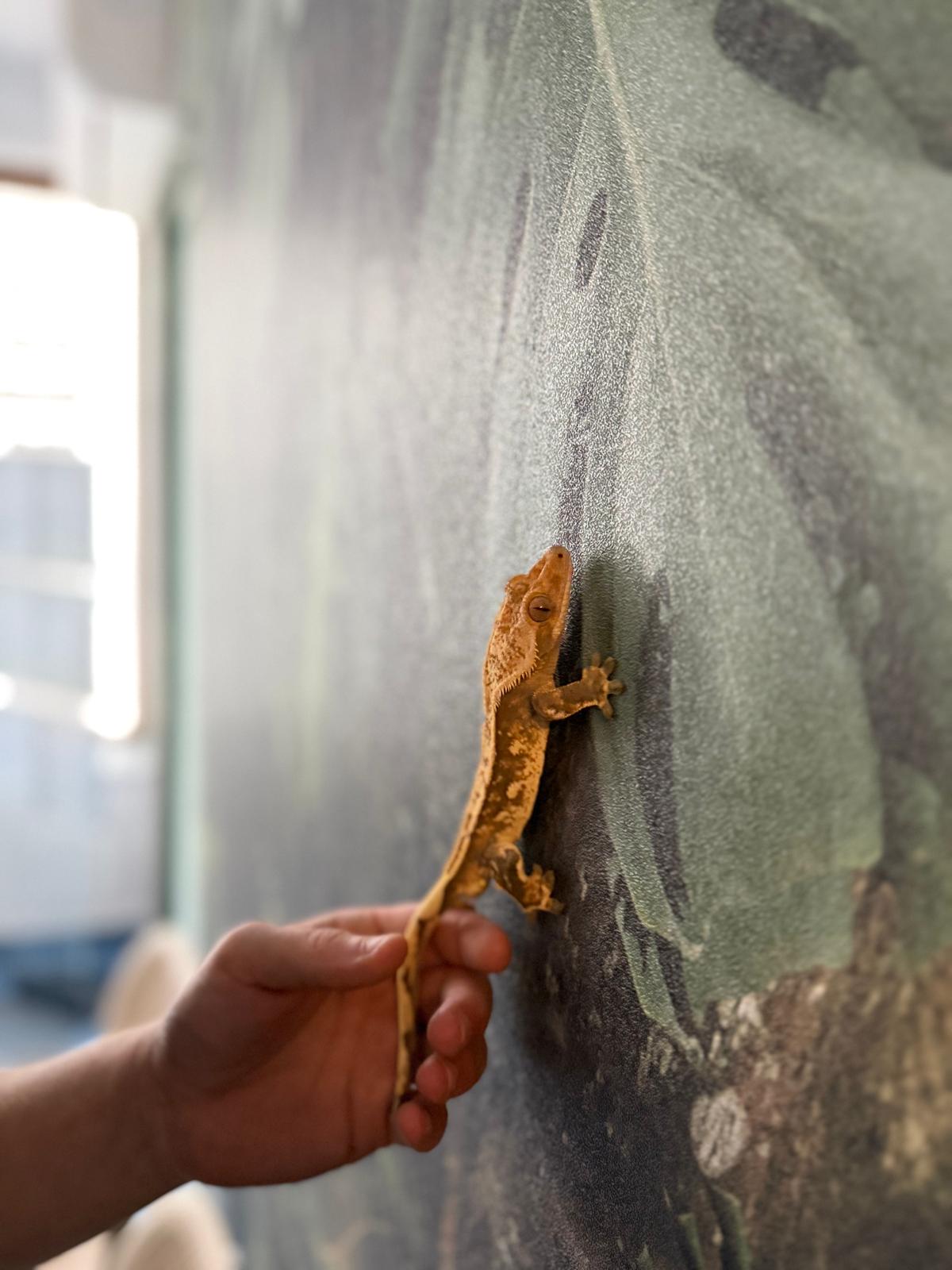 whatsapp image 2025 12 03 at 19.26.47 (1)